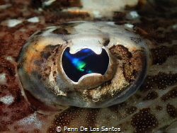 Flathead eye close up. by Penn De Los Santos 